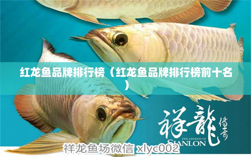 紅龍魚品牌排行榜（紅龍魚品牌排行榜前十名） 馬拉莫寶石魚苗