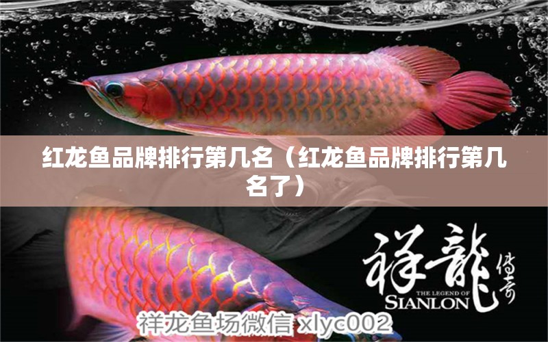 紅龍魚(yú)品牌排行第幾名（紅龍魚(yú)品牌排行第幾名了）