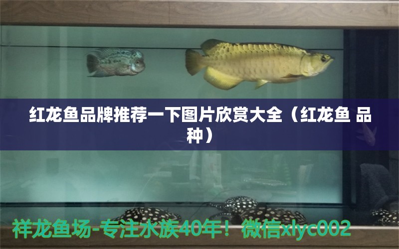 紅龍魚品牌推薦一下圖片欣賞大全（紅龍魚 品種） 白條過背金龍魚