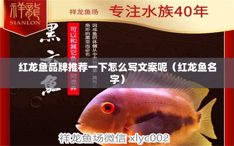 紅龍魚品牌推薦一下怎么寫文案呢（紅龍魚名字）