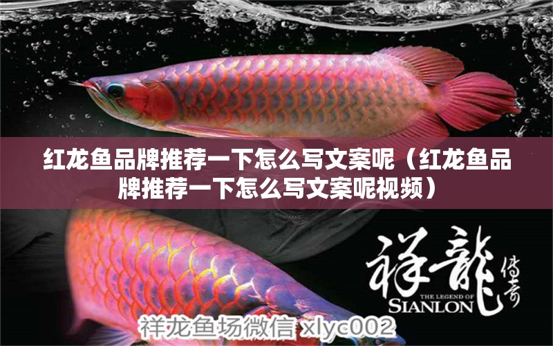 紅龍魚(yú)品牌推薦一下怎么寫(xiě)文案呢（紅龍魚(yú)品牌推薦一下怎么寫(xiě)文案呢視頻）