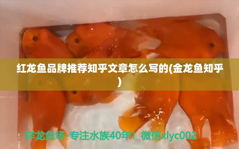 紅龍魚品牌推薦知乎文章怎么寫的(金龍魚知乎) 龍鳳鯉魚