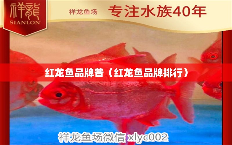 紅龍魚(yú)品牌普（紅龍魚(yú)品牌排行） 狗頭魚(yú)