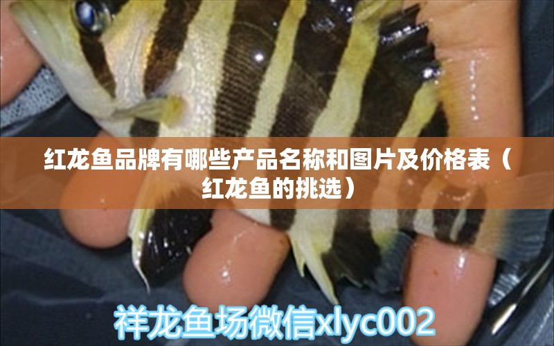 紅龍魚品牌有哪些產品名稱和圖片及價格表（紅龍魚的挑選） 魚缸水質穩(wěn)定劑