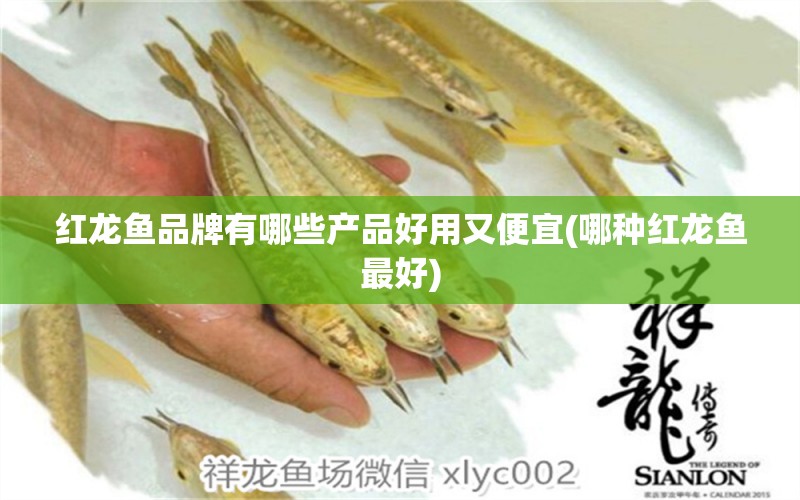 紅龍魚品牌有哪些產(chǎn)品好用又便宜(哪種紅龍魚最好) 銀龍魚