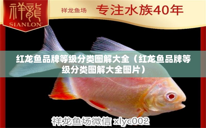 紅龍魚品牌等級分類圖解大全（紅龍魚品牌等級分類圖解大全圖片） 觀賞魚飼料