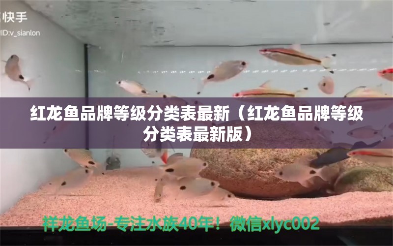 紅龍魚品牌等級分類表最新（紅龍魚品牌等級分類表最新版）