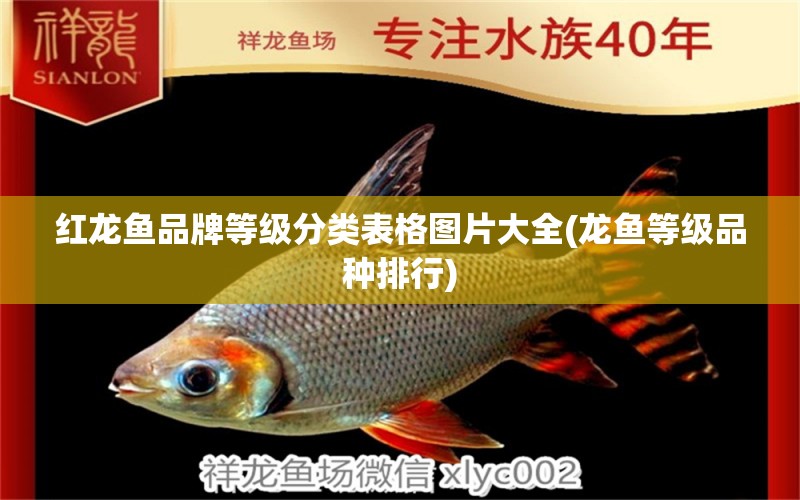 紅龍魚品牌等級分類表格圖片大全(龍魚等級品種排行) 銀古魚苗