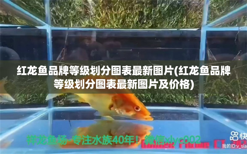 紅龍魚品牌等級劃分圖表最新圖片(紅龍魚品牌等級劃分圖表最新圖片及價格) 紅頭利魚