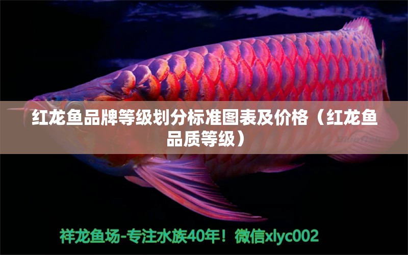 紅龍魚(yú)品牌等級(jí)劃分標(biāo)準(zhǔn)圖表及價(jià)格（紅龍魚(yú)品質(zhì)等級(jí)）