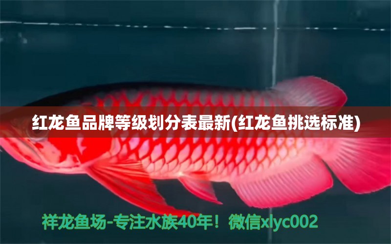 紅龍魚品牌等級劃分表最新(紅龍魚挑選標(biāo)準(zhǔn)) 帝王血鉆