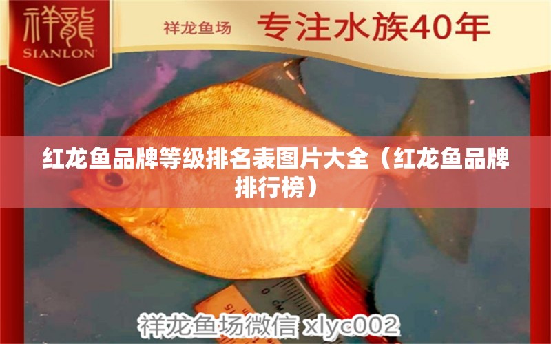 紅龍魚品牌等級排名表圖片大全（紅龍魚品牌排行榜）