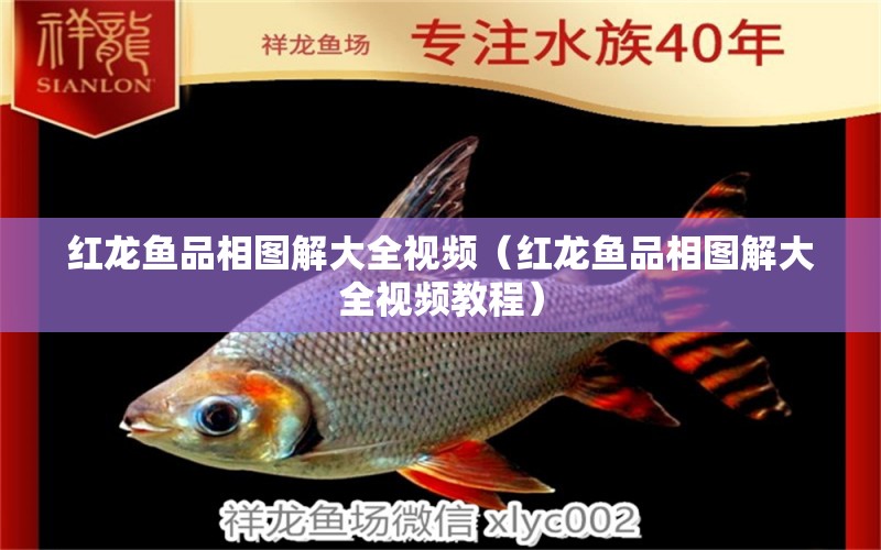 紅龍魚品相圖解大全視頻（紅龍魚品相圖解大全視頻教程）