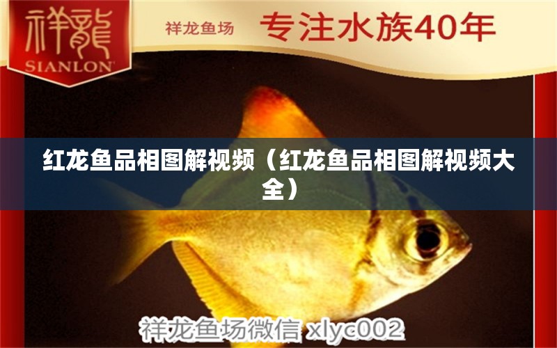 紅龍魚品相圖解視頻（紅龍魚品相圖解視頻大全）