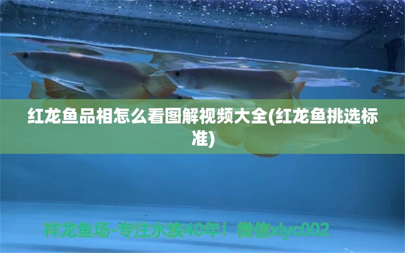 紅龍魚品相怎么看圖解視頻大全(紅龍魚挑選標(biāo)準(zhǔn))