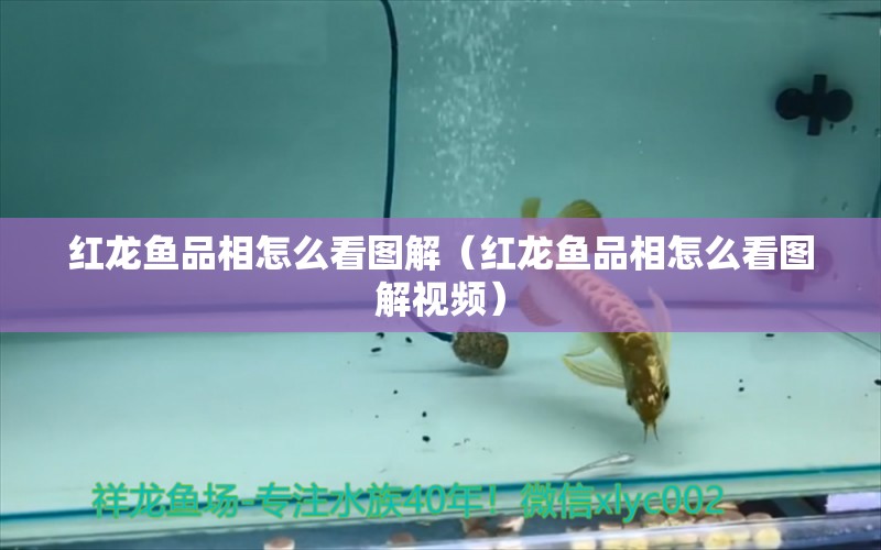 紅龍魚品相怎么看圖解（紅龍魚品相怎么看圖解視頻） 印尼紅龍魚