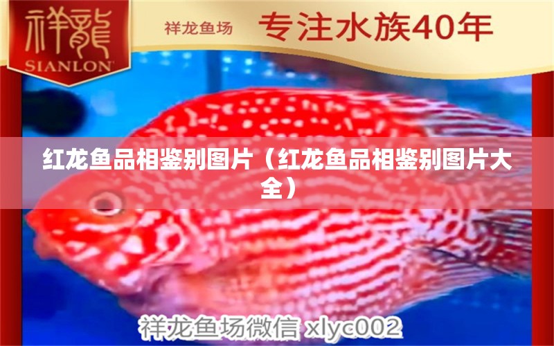 紅龍魚品相鑒別圖片（紅龍魚品相鑒別圖片大全）