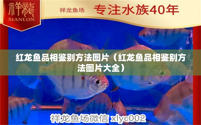 紅龍魚品相鑒別方法圖片（紅龍魚品相鑒別方法圖片大全）