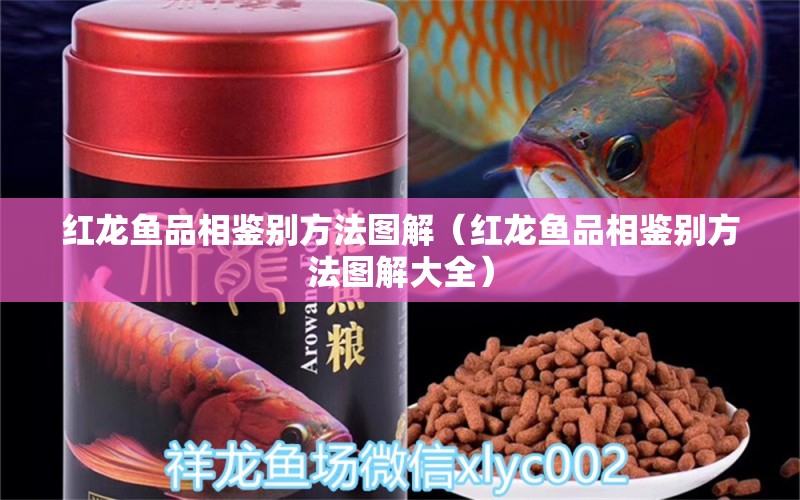 紅龍魚品相鑒別方法圖解（紅龍魚品相鑒別方法圖解大全）