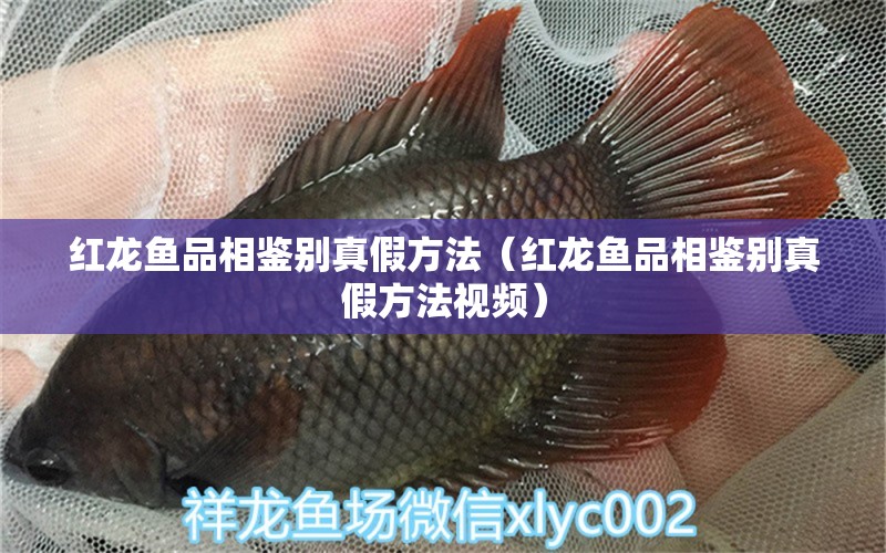 紅龍魚品相鑒別真假方法（紅龍魚品相鑒別真假方法視頻）