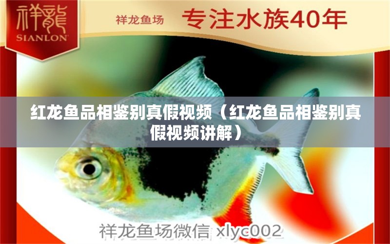 紅龍魚品相鑒別真假視頻（紅龍魚品相鑒別真假視頻講解）