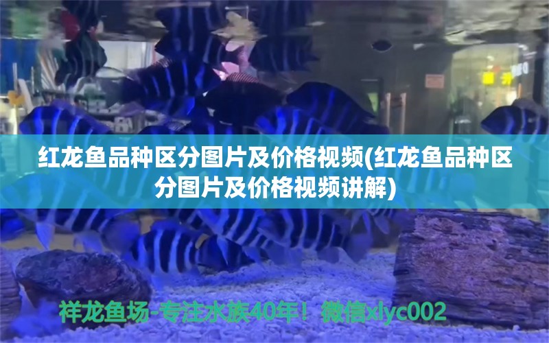 紅龍魚品種區(qū)分圖片及價格視頻(紅龍魚品種區(qū)分圖片及價格視頻講解) 祥龍藍(lán)珀金龍魚 第1張