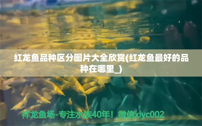 紅龍魚(yú)品種區(qū)分圖片大全欣賞(紅龍魚(yú)最好的品種在哪里_) 大正錦鯉魚(yú)