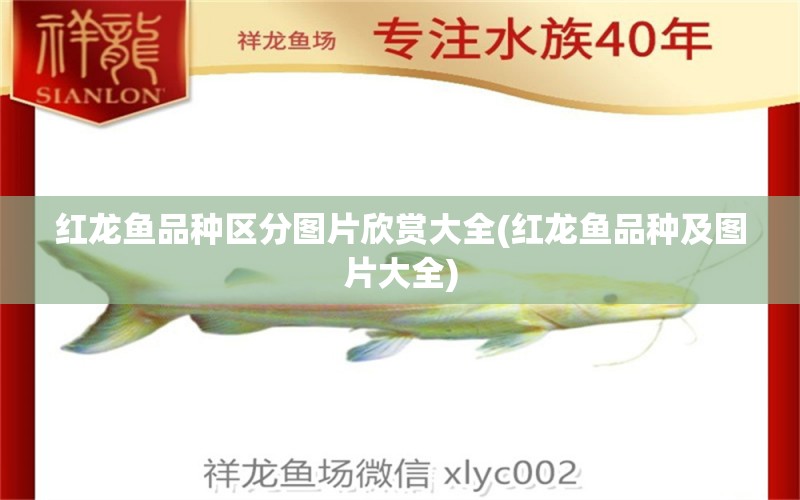 紅龍魚品種區(qū)分圖片欣賞大全(紅龍魚品種及圖片大全) 白子球鯊魚