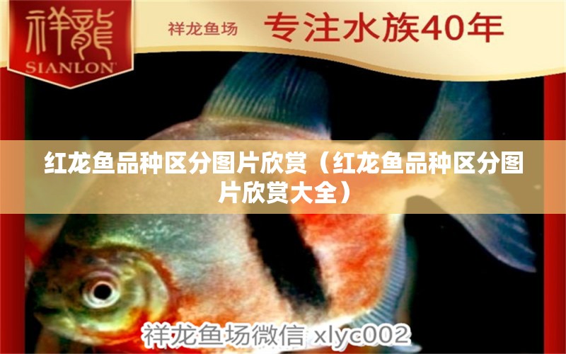 紅龍魚品種區(qū)分圖片欣賞（紅龍魚品種區(qū)分圖片欣賞大全）