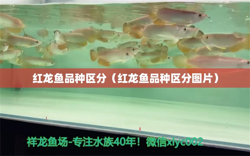 紅龍魚品種區(qū)分（紅龍魚品種區(qū)分圖片）