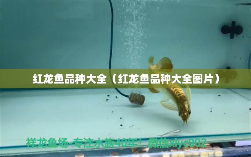 紅龍魚品種大全（紅龍魚品種大全圖片） 龍魚百科