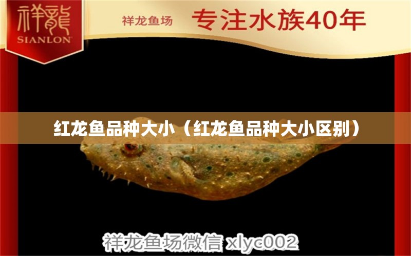 紅龍魚(yú)品種大?。t龍魚(yú)品種大小區(qū)別） 招財(cái)戰(zhàn)船魚(yú)