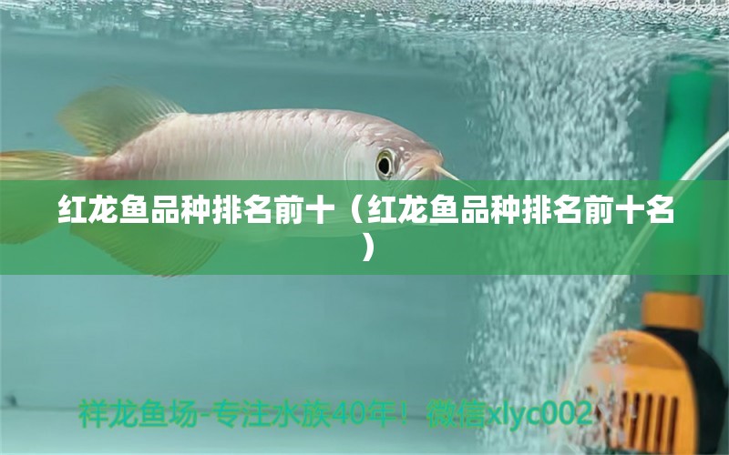 紅龍魚品種排名前十（紅龍魚品種排名前十名）