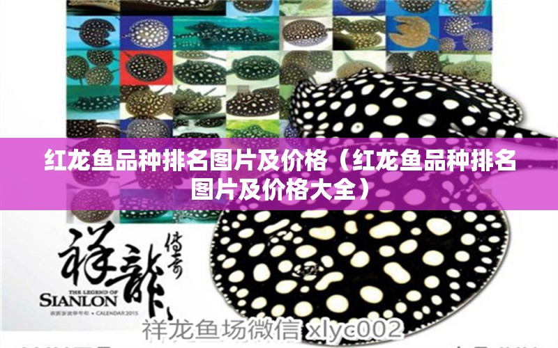 紅龍魚品種排名圖片及價(jià)格（紅龍魚品種排名圖片及價(jià)格大全） 龍魚百科