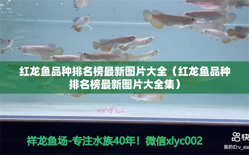 紅龍魚品種排名榜最新圖片大全（紅龍魚品種排名榜最新圖片大全集）