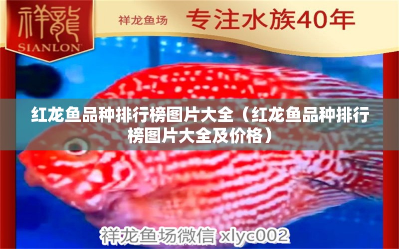 紅龍魚品種排行榜圖片大全（紅龍魚品種排行榜圖片大全及價(jià)格） 2024第28屆中國(guó)國(guó)際寵物水族展覽會(huì)CIPS（長(zhǎng)城寵物展2024 CIPS）