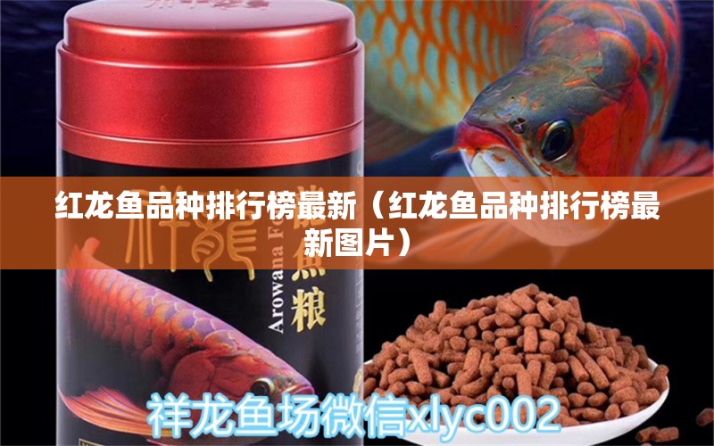 紅龍魚品種排行榜最新（紅龍魚品種排行榜最新圖片） 藍底過背金龍魚