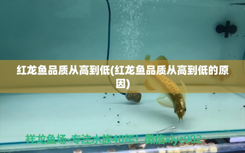 紅龍魚品質(zhì)從高到低(紅龍魚品質(zhì)從高到低的原因) 斑馬鴨嘴魚苗