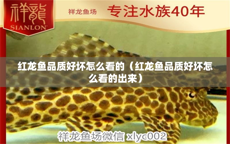 紅龍魚品質(zhì)好壞怎么看的（紅龍魚品質(zhì)好壞怎么看的出來）