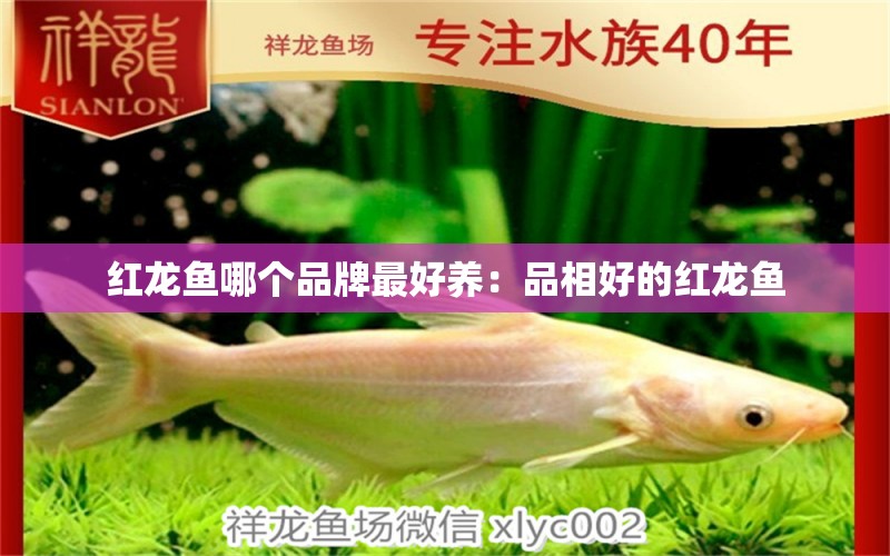 紅龍魚哪個品牌最好養(yǎng)：品相好的紅龍魚