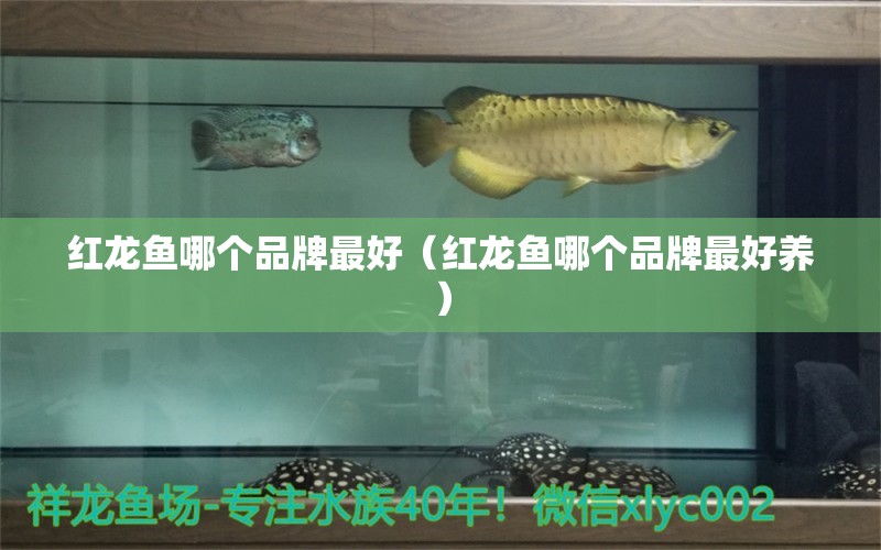 紅龍魚哪個(gè)品牌最好（紅龍魚哪個(gè)品牌最好養(yǎng)） 斑馬鴨嘴魚 第1張