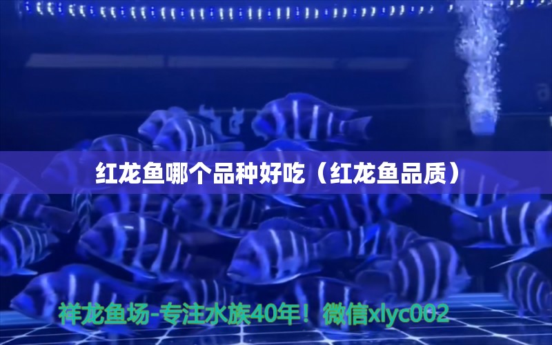 紅龍魚(yú)哪個(gè)品種好吃（紅龍魚(yú)品質(zhì)） 魚(yú)糧魚(yú)藥