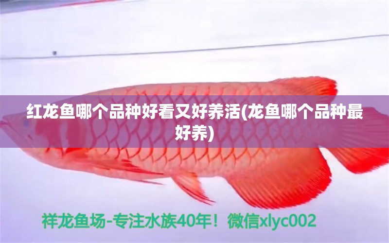 紅龍魚(yú)哪個(gè)品種好看又好養(yǎng)活(龍魚(yú)哪個(gè)品種最好養(yǎng)) 觀(guān)賞魚(yú)水族批發(fā)市場(chǎng)