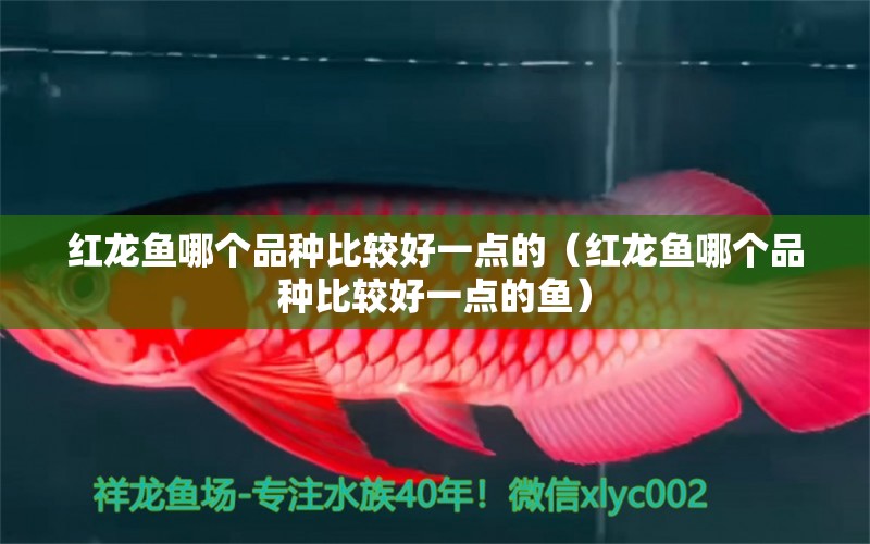 紅龍魚哪個品種比較好一點的（紅龍魚哪個品種比較好一點的魚）