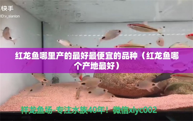 紅龍魚哪里產(chǎn)的最好最便宜的品種（紅龍魚哪個產(chǎn)地最好）