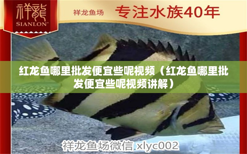 紅龍魚(yú)哪里批發(fā)便宜些呢視頻（紅龍魚(yú)哪里批發(fā)便宜些呢視頻講解）