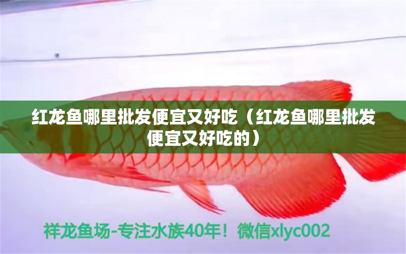 紅龍魚哪里批發(fā)便宜又好吃（紅龍魚哪里批發(fā)便宜又好吃的） 印尼紅龍魚