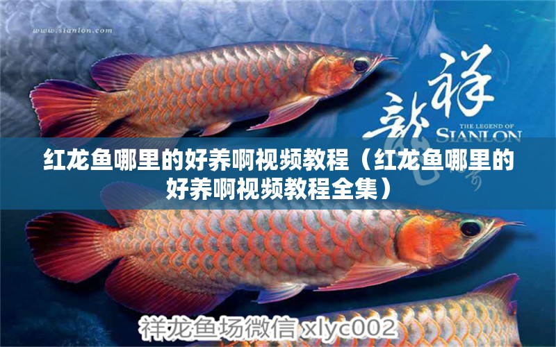 紅龍魚哪里的好養(yǎng)啊視頻教程（紅龍魚哪里的好養(yǎng)啊視頻教程全集）