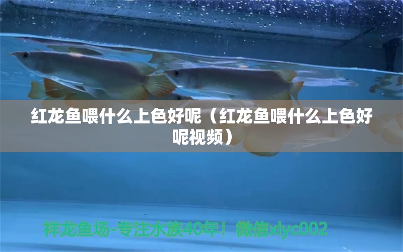 紅龍魚喂什么上色好呢（紅龍魚喂什么上色好呢視頻）