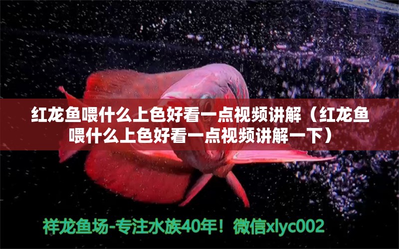 紅龍魚(yú)喂什么上色好看一點(diǎn)視頻講解（紅龍魚(yú)喂什么上色好看一點(diǎn)視頻講解一下）